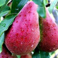 Саджанець Груша Вересневе диво